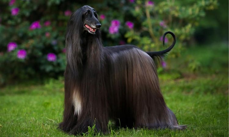 Afghan Hound