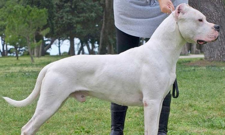 Dogo Argentino