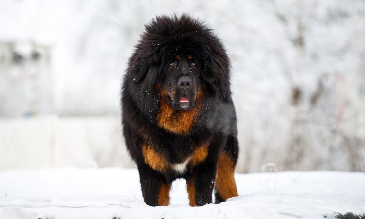 Tibetan Mastiff