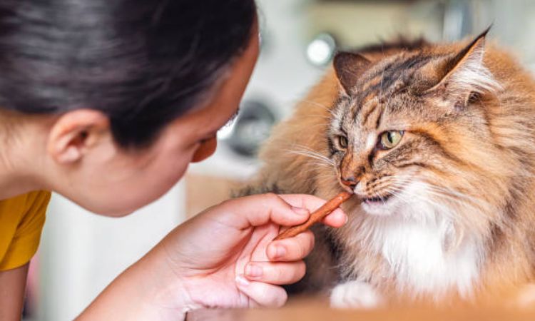 One-Time Start-Up Costs for Your Norwegian Forest Cat
