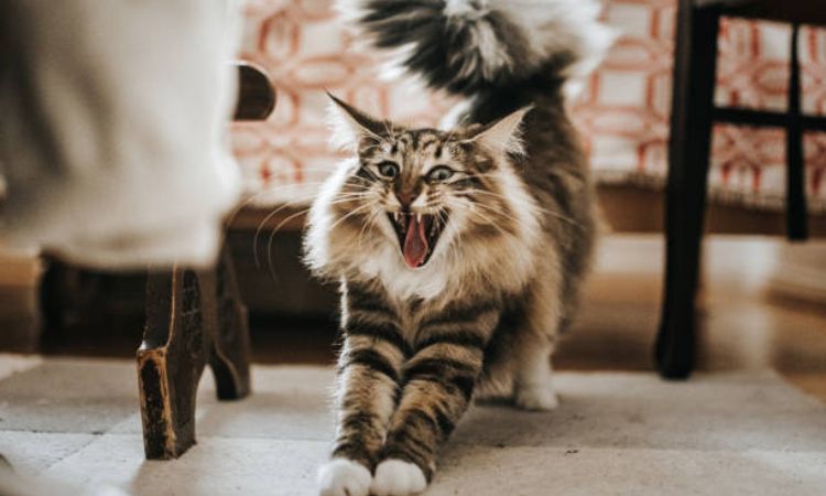How Much Is a Norwegian Forest Cat?