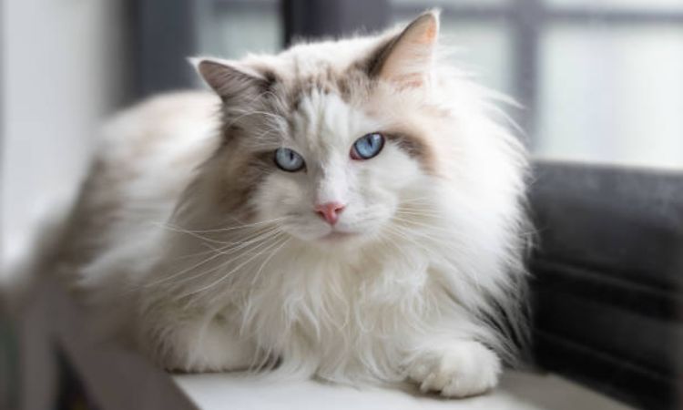 Key Ragdoll Breed Traits
