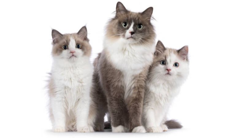 Ragdoll Cat Colors and Patterns