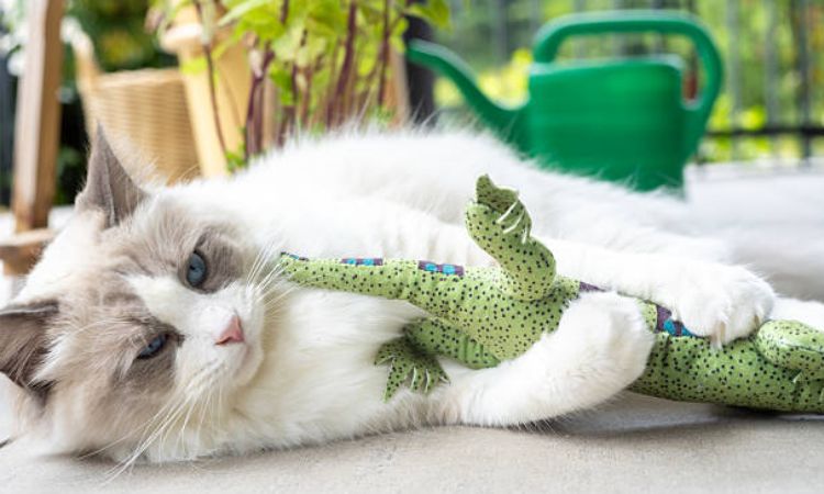 Lifespan, Health, and Care ragdoll cat