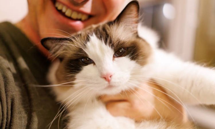 Real Ragdoll Cat Prices and Factors