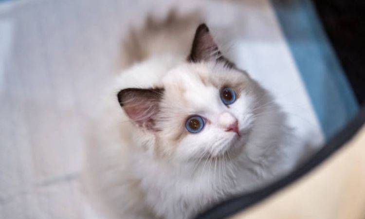Ragdoll Cat