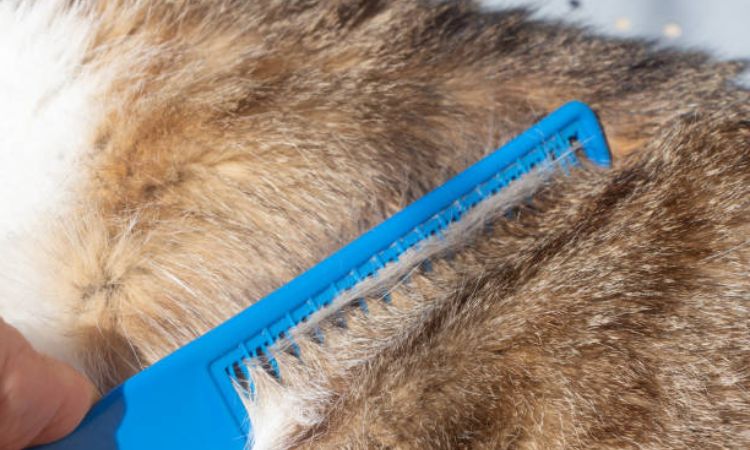Manual Flea Removal: Flea Comb & Warm Bath