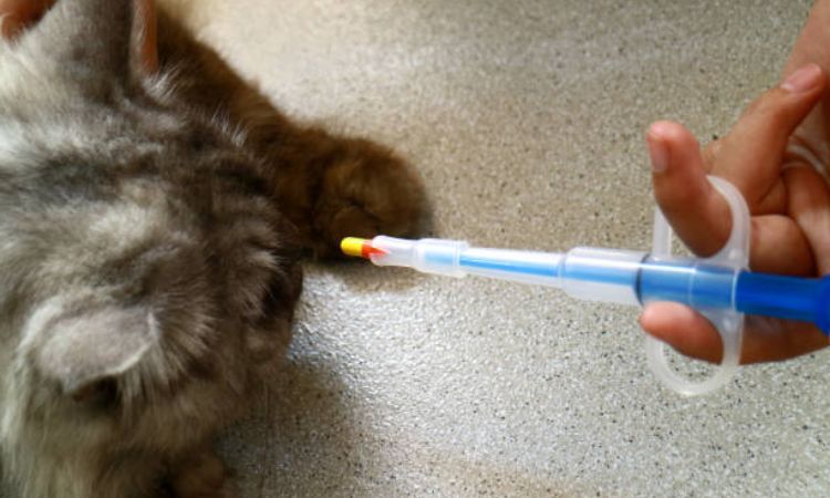 Vet-Approved Topical Solutions (Low-Dose)