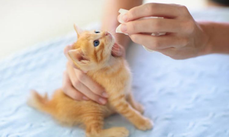 Oral Flea Medications (Prescription Only)