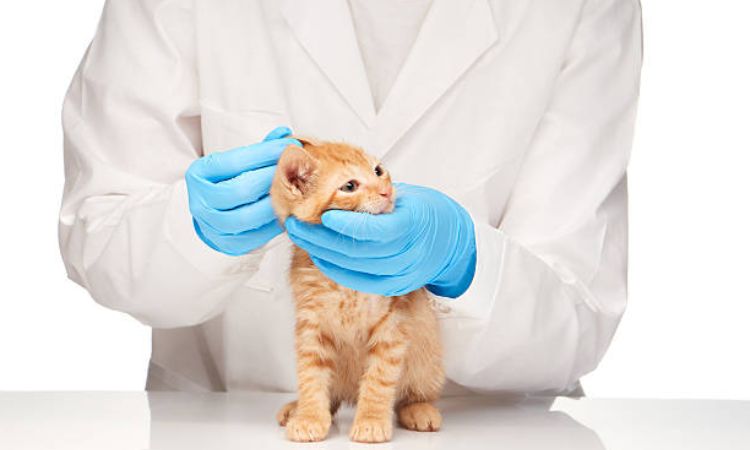 Environmental Flea Control