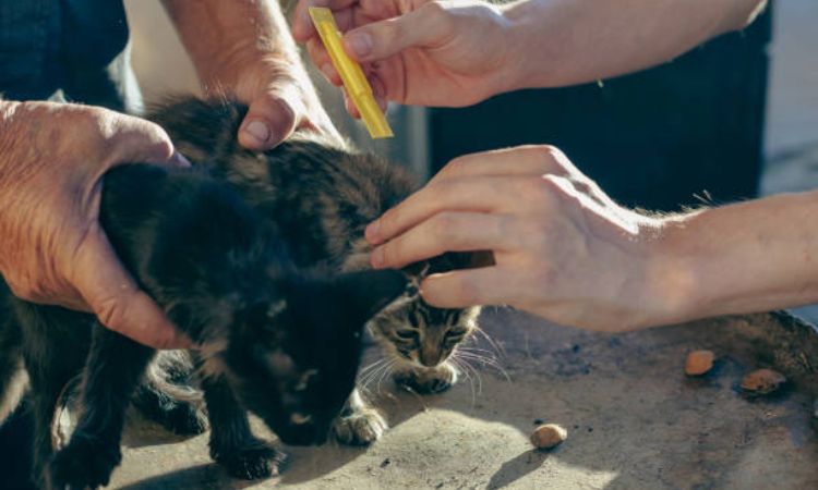 Safe flea treatment for kittens