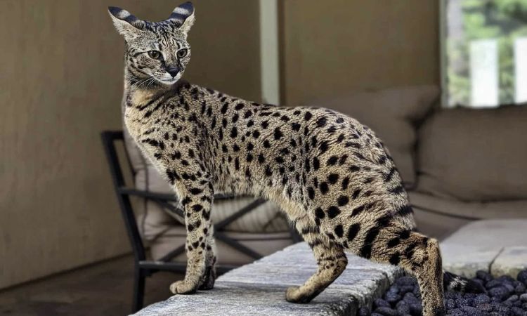 Savannah Cat Breed