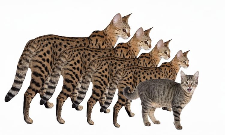 Savannah Cat Size and Growth