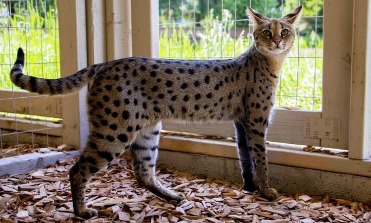 savannah cat