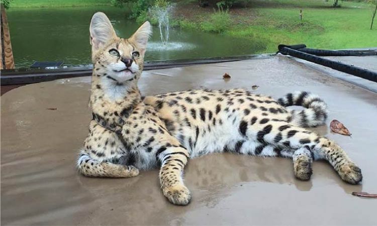 savannah cat