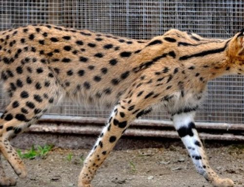 How Much Does a Savannah Cat Cost? Prices, Safety, and What You Need to Know Before Buying