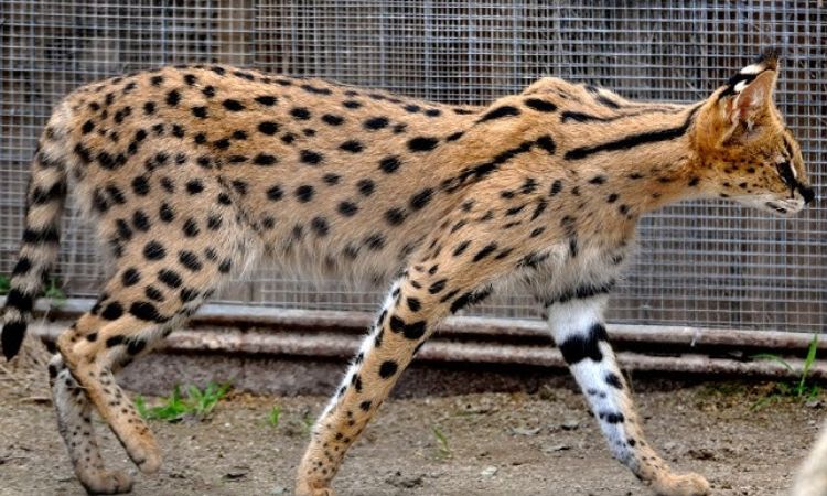 how much is a savannah cat