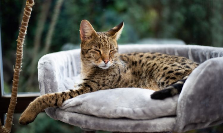 Savannah Cat