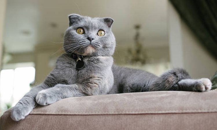 Scottish Fold Characteristics and Temperament