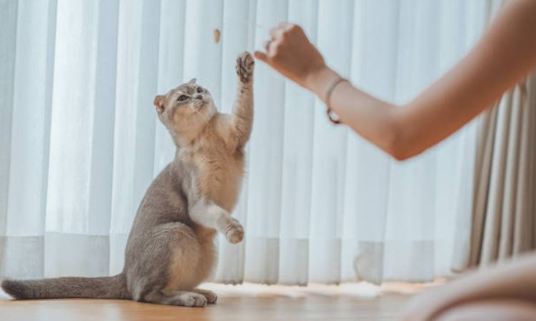 Scottish Fold Care Guide: Health and Grooming