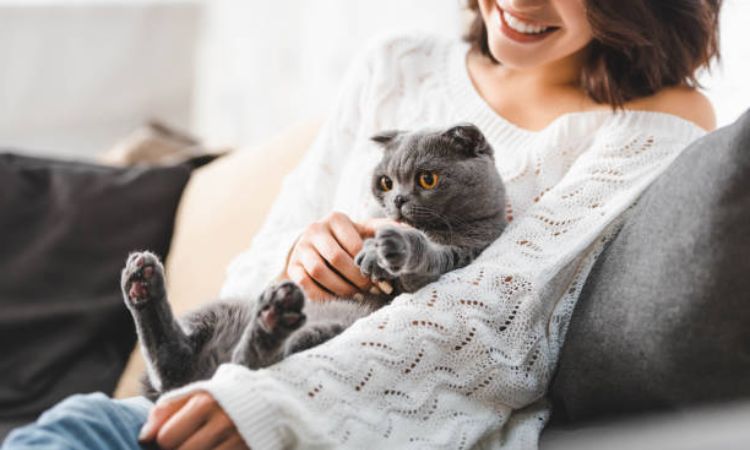 Scottish Fold