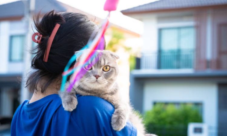 Scottish Fold