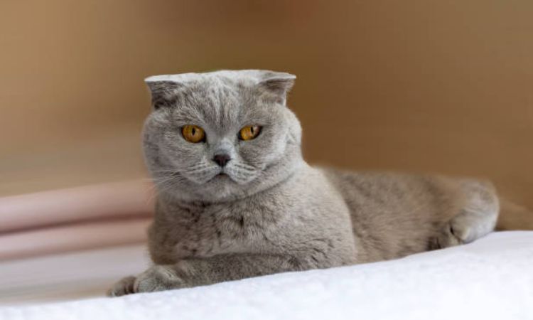 Scottish Fold