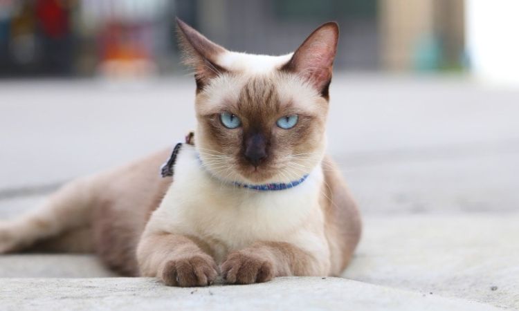 Traditional (Applehead) Siamese