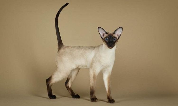 Classic Siamese