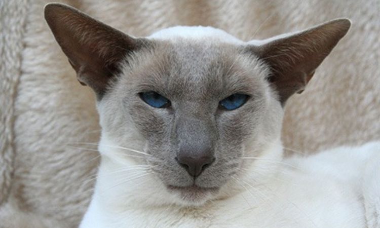 Modern (Wedgehead) Siamese
