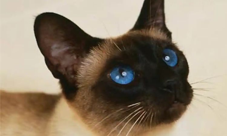 Old-Style Siamese