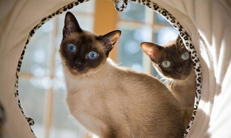 Siamese Cat