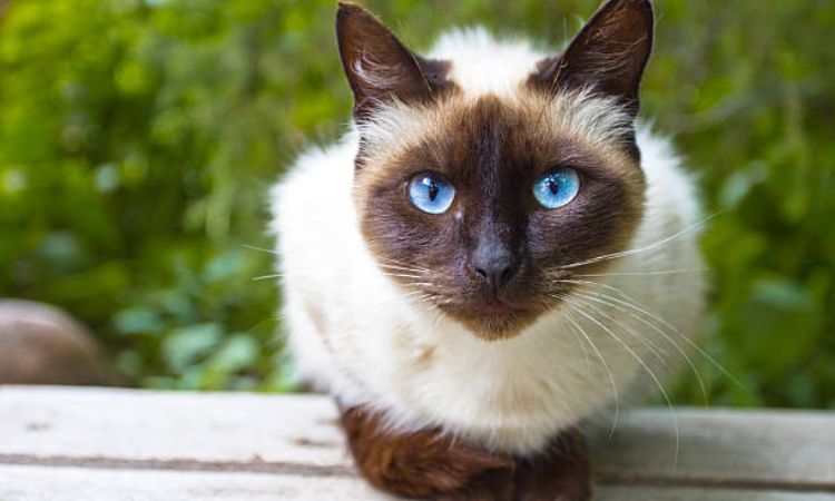 How to Find and Choose the Perfect Siamese Cat