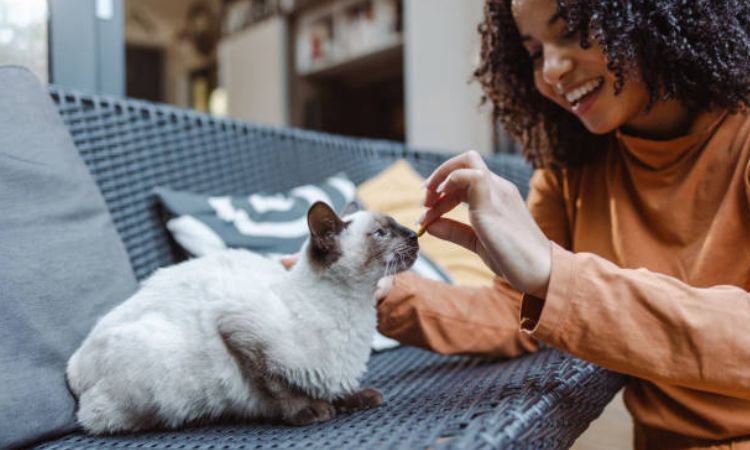 Caring for Your Siamese Companion