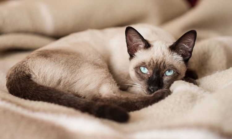 Siamese Cats