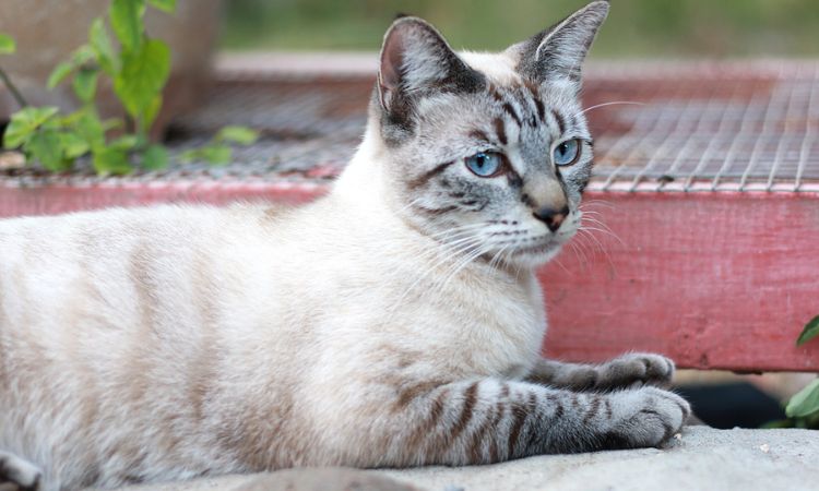 Siamese & Tabby Mix (Lynx Point)