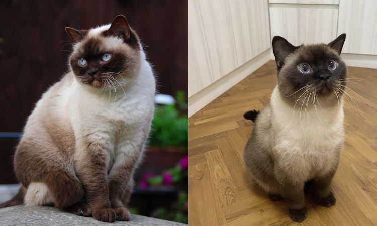 Siamese & British Shorthair Mix