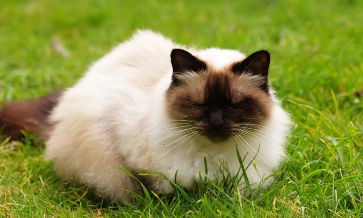 Siamese & Himalayan Mix (Himalayan)