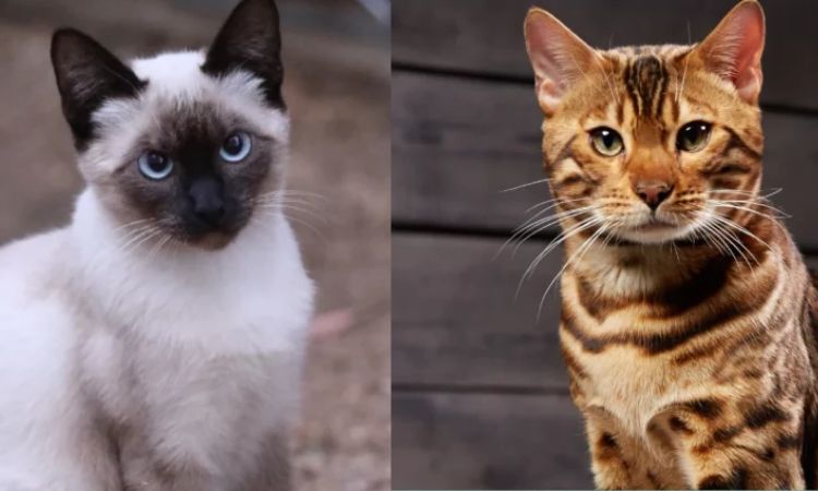 Siamese & Bengal Mix