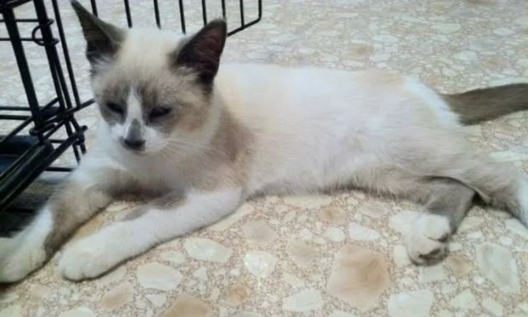 Siamese & Ragdoll Mix