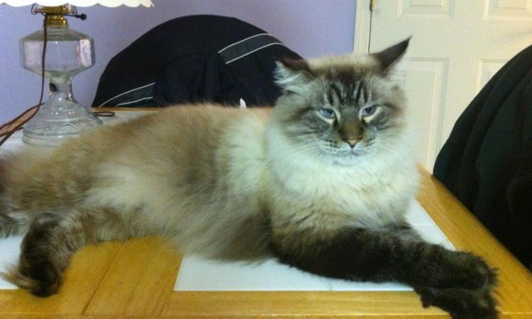 Siamese & Maine Coon Mix