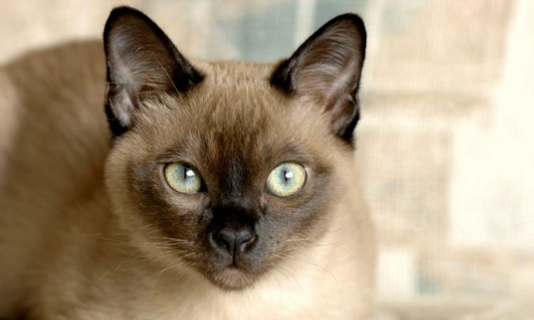 Siamese & Burmese Mix (Tonkinese)