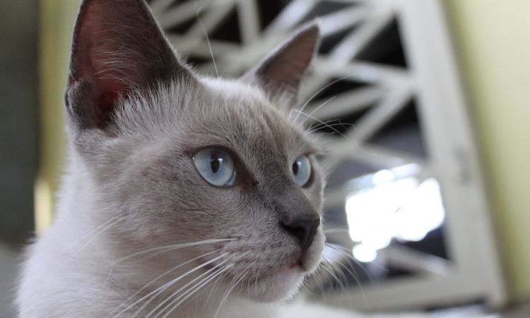 Siamese & Russian Blue Mix