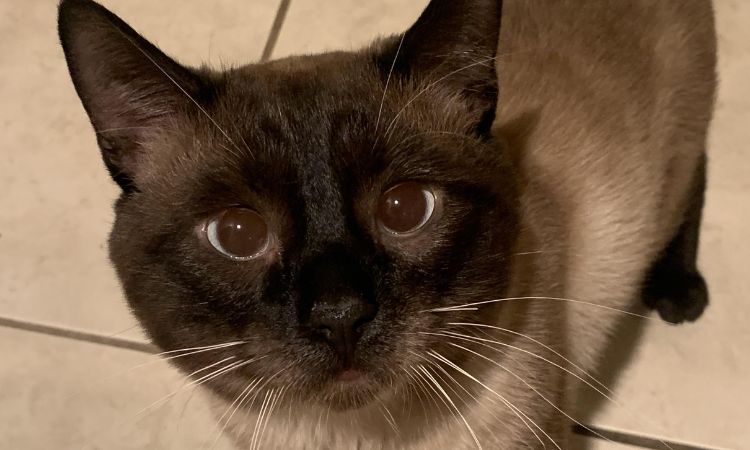 Siamese & Manx Mix (Owyhee Bob)