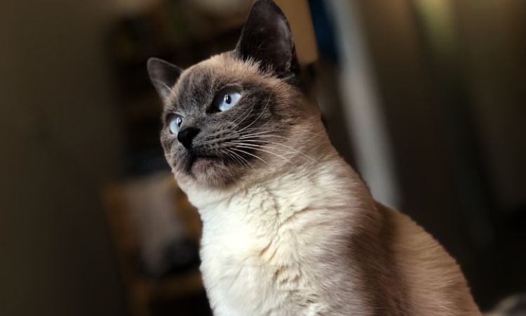 Siamese Mix