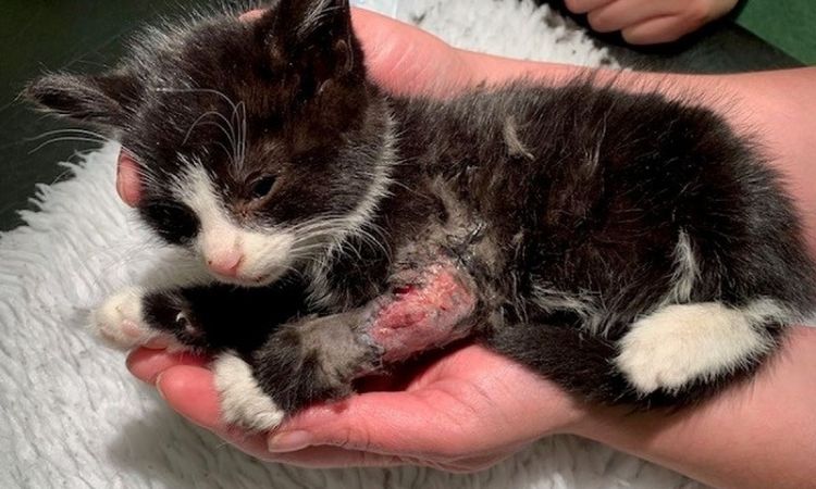 dying kitten