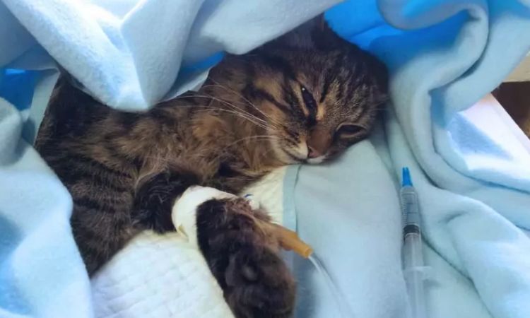 10 Common Signs of a Dying Cat or Kitten