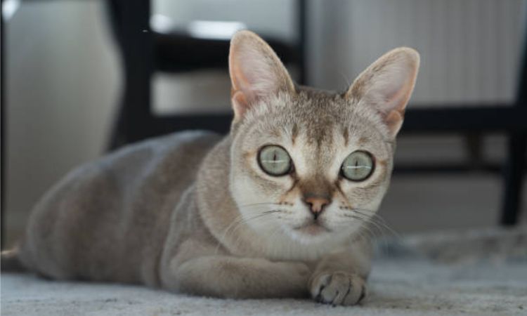 Singapura Cat Size and Appearance