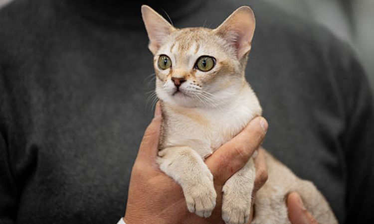 Singapura Cat Health and Care