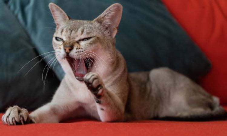 singapura cat price near me
